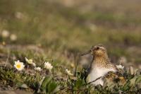 Sanderling Breeding on Greenland