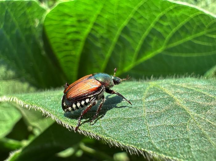 Japanese beetle