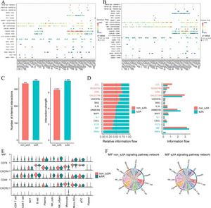Cellular communication between immune cells.