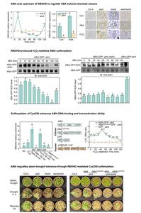 A redox feedback loop controlling ABA-induced stomatal closure and drought tolerance