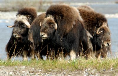 Musk Oxen
