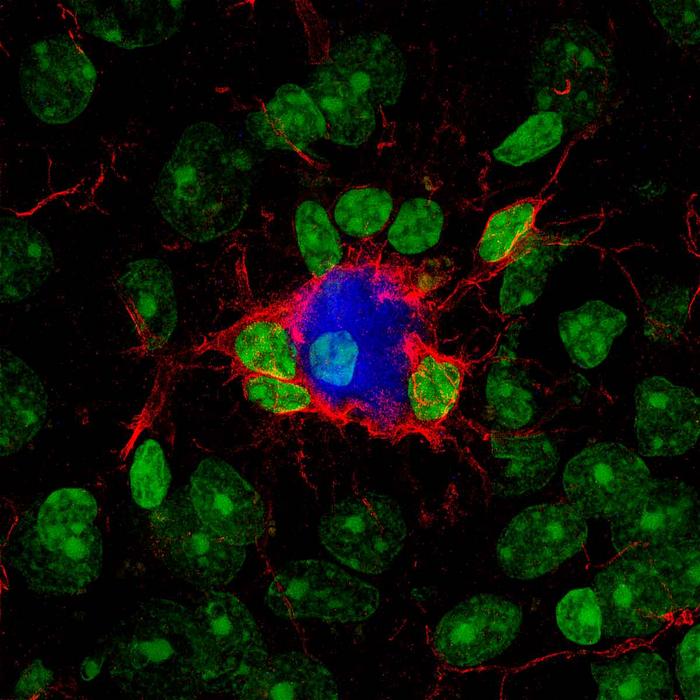 An experimental molecule “reprograms” the brain’s defenses against Alzheimer’s disease