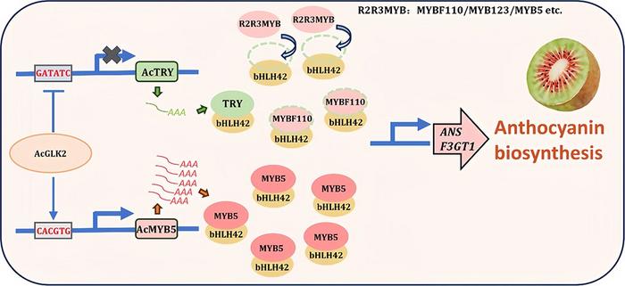 A proposed model for the function of AcGLK2 in promoting anthocyanin biosynthesis in kiwifruit.