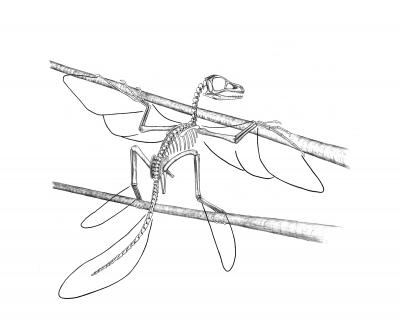 Researchers Declassify Dinosaurs as Being the Great-Great-Grandparents of Birds