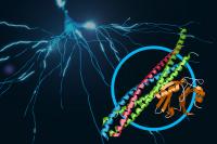 Protein Complex at Work