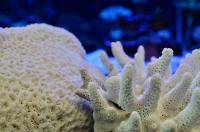 Coral Skeletons