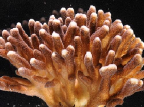 <em>Stylophora pistillata</em>