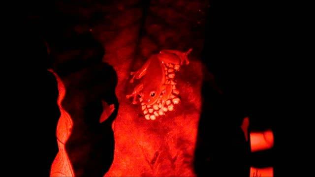 Video 2 Maternal Commitment to Caring