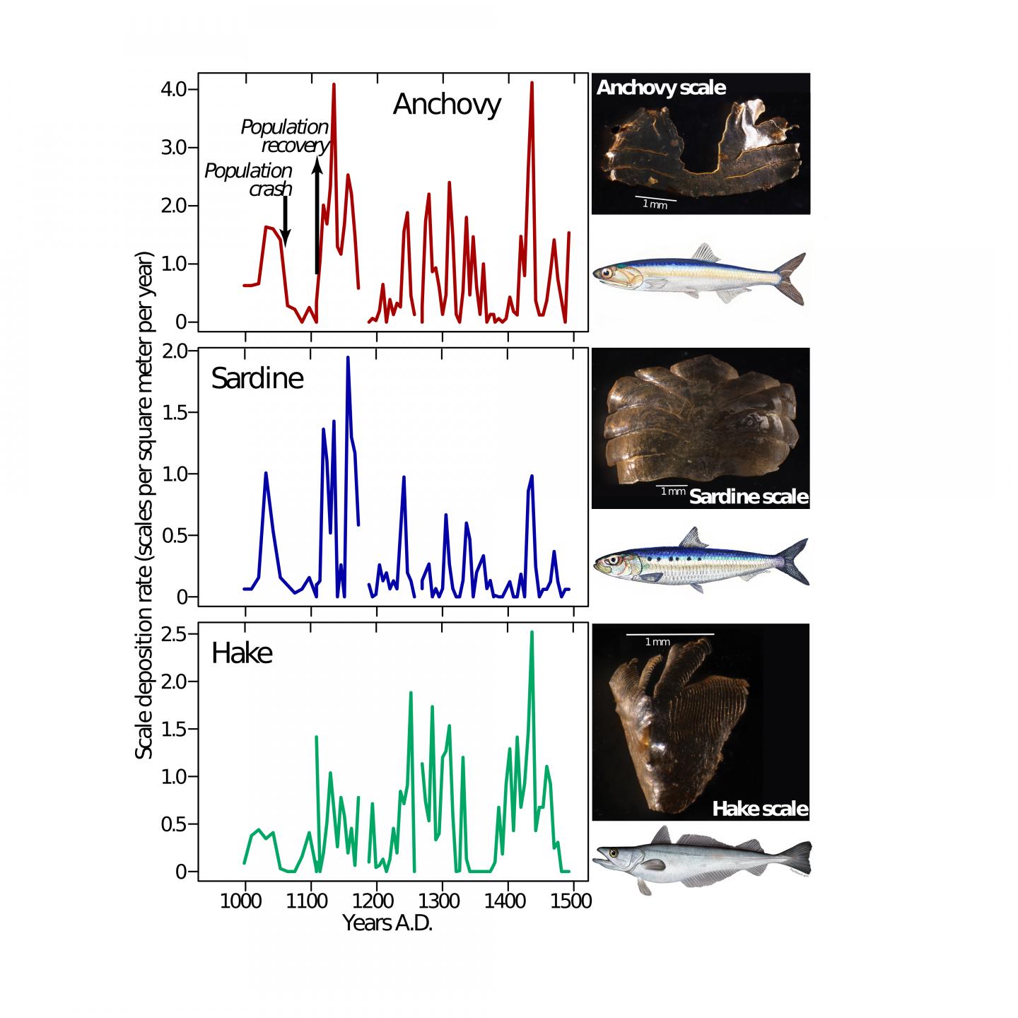 Forage Fish Fluctuations