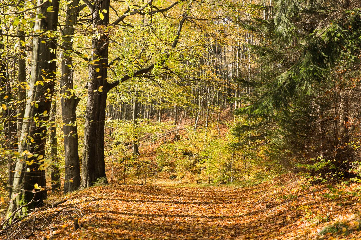 Biodiverse Forest with Norway Spruce, Beech and Birch Trees