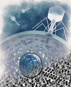 Jumbo phage