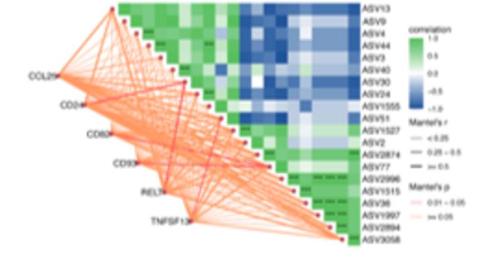Weaning stress rewires immune translation through GC-rich codons and gut microbes in piglets
