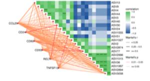 Weaning stress rewires immune translation through GC-rich codons and gut microbes in piglets