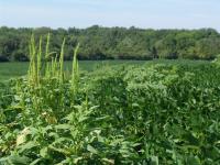 <i>Palmer amaranth</i> in Soybeans