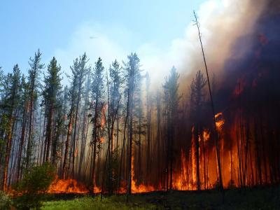 Forest Fire