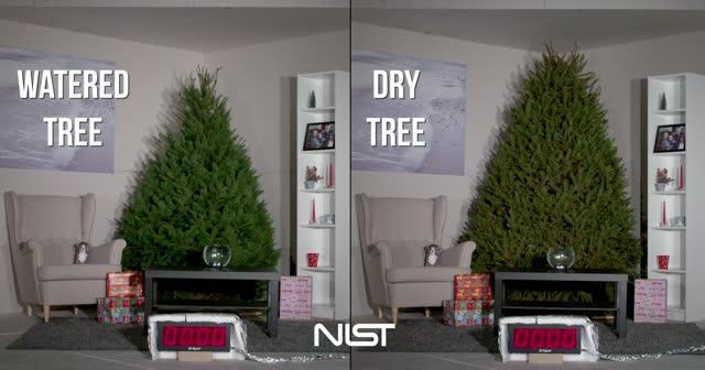 Don't Get Burned This Xmas! NIST Says 'Water Your Tree'