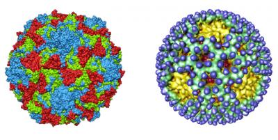 How Harmless Bacteria Gives Some Viruses a Boost (3 of 5)