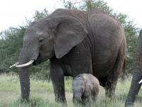 Elephant