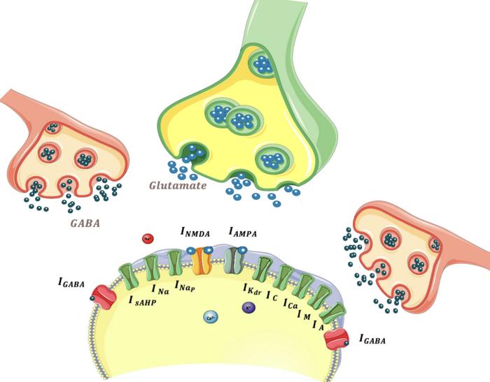 The diagram shows excitatory signals (AMPA and NMDA), inhibitory signals (GABA), and ionic currents in the modeled neuron. Together, they determine how the neuron responds to stimuli and fires.