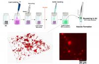 Simple, Mass Production of Giant Vesicles Using a Porous Silicone Material