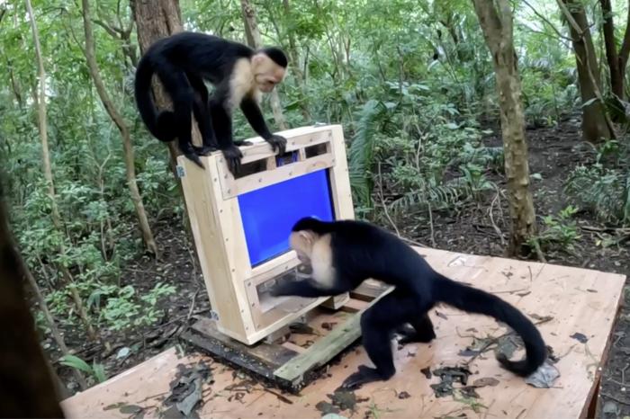 Capuchin AI