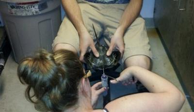 Horseshoe Crab Biomedical Bleeding