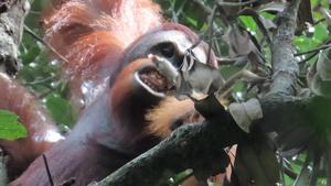Orangutan feeding