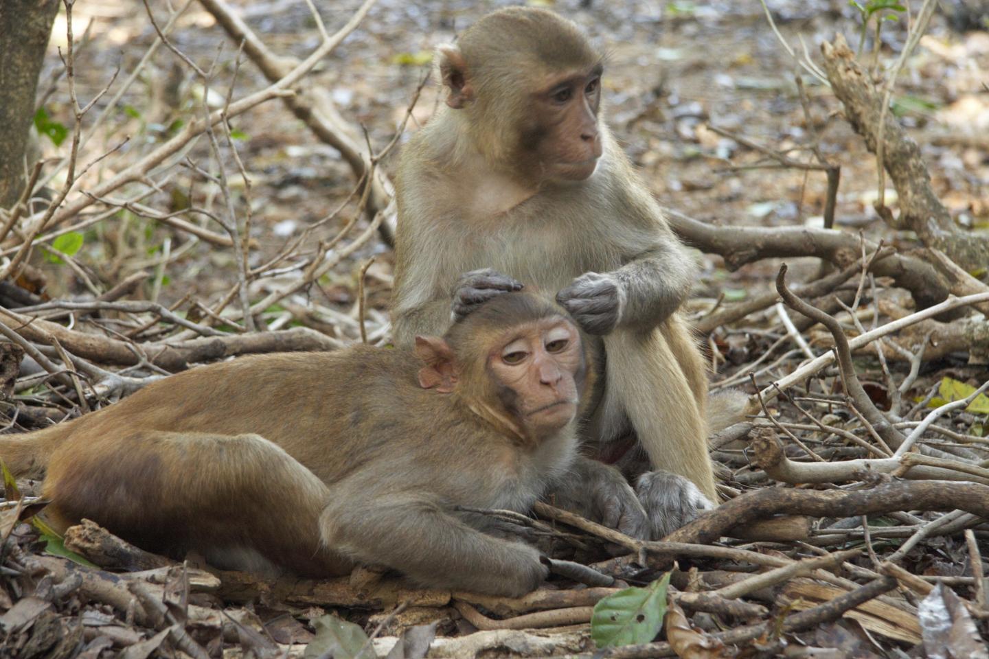Rhesus Macaques