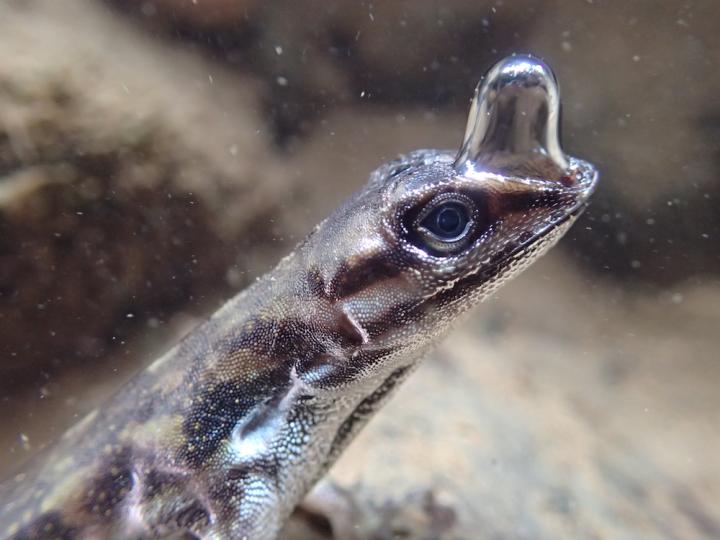 Water Anole