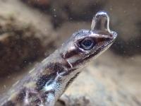 Water Anole