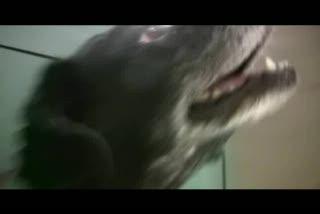Dog Diabates