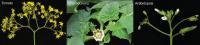 Various plants with WOX9 edited