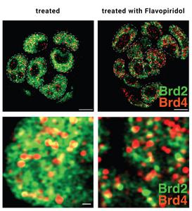 BRD2 and BRD4: Same Family, Different Jobs