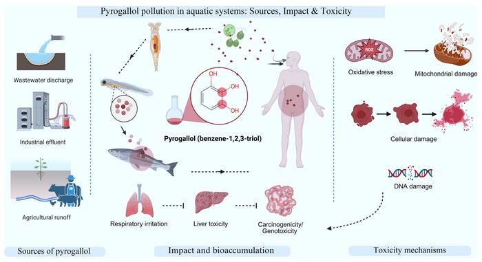 Pyrogallol toxicity in aquatic ecosystems: chemistry, sources, and associated health risks