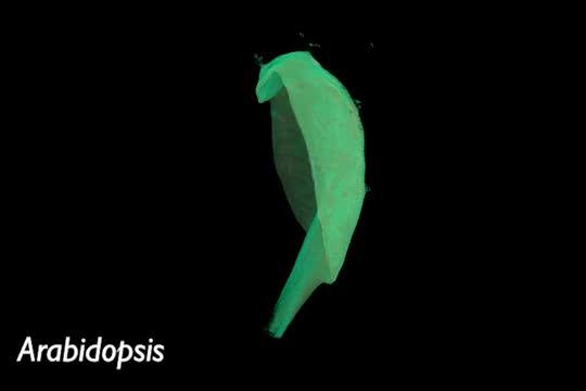 Leaf Shape Movie