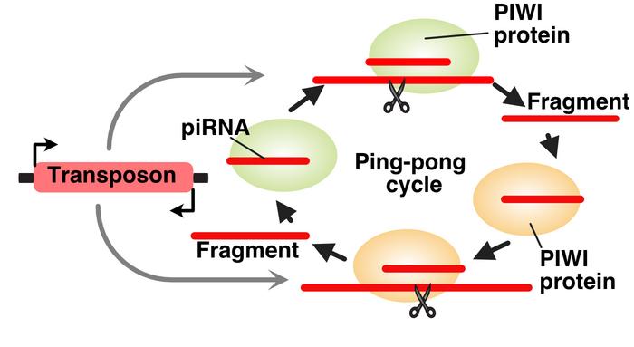 Ping-pong cycle.