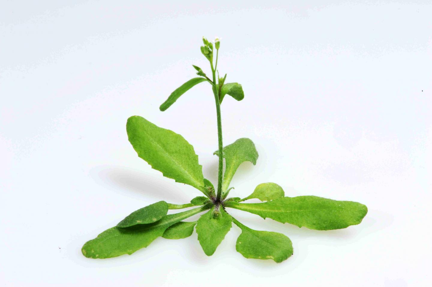 <i>Arabidopsis thaliana</i>