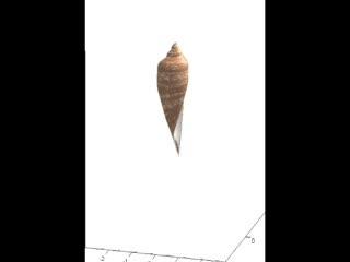Generating Cone Shell