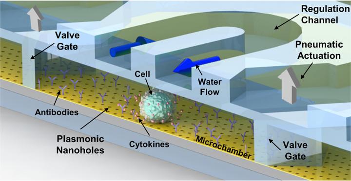 An Innovative Label-Free Method to Study the Behavior of Single Cells Continuously and in Real Time