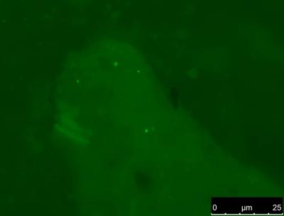 Archaea