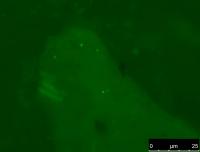 Archaea