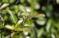 Budding Leaves