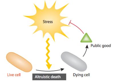 Altruistic Death of Engineered Bacteria