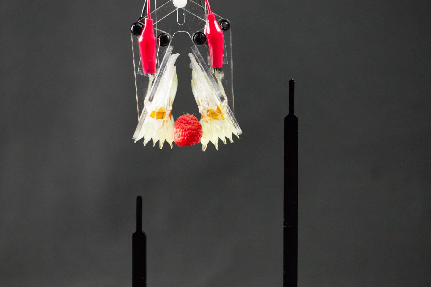 HASEL Actuators as a Soft Gripper