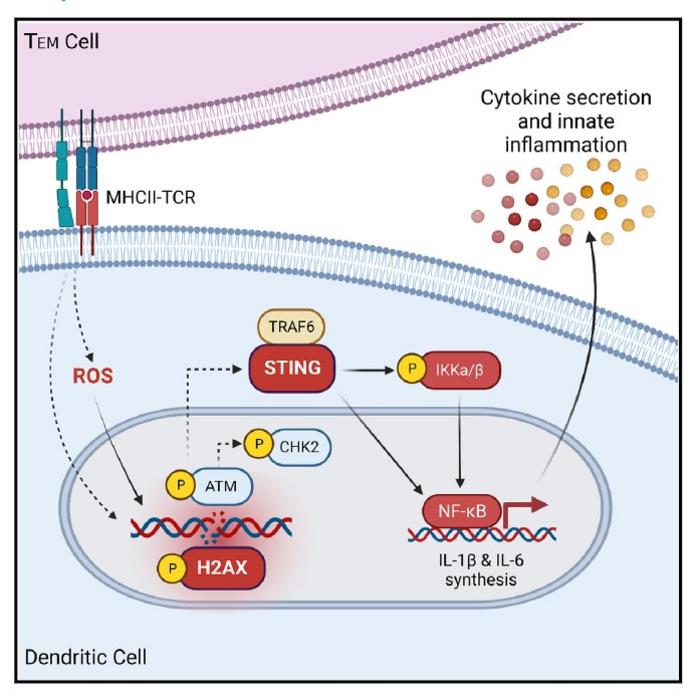 A novel autoimmune inflammation pathway