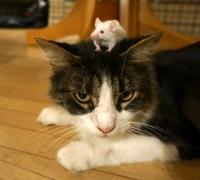 Parasite-Induced Behavior Changes Persist after <i>Toxoplasma</i> Clearance