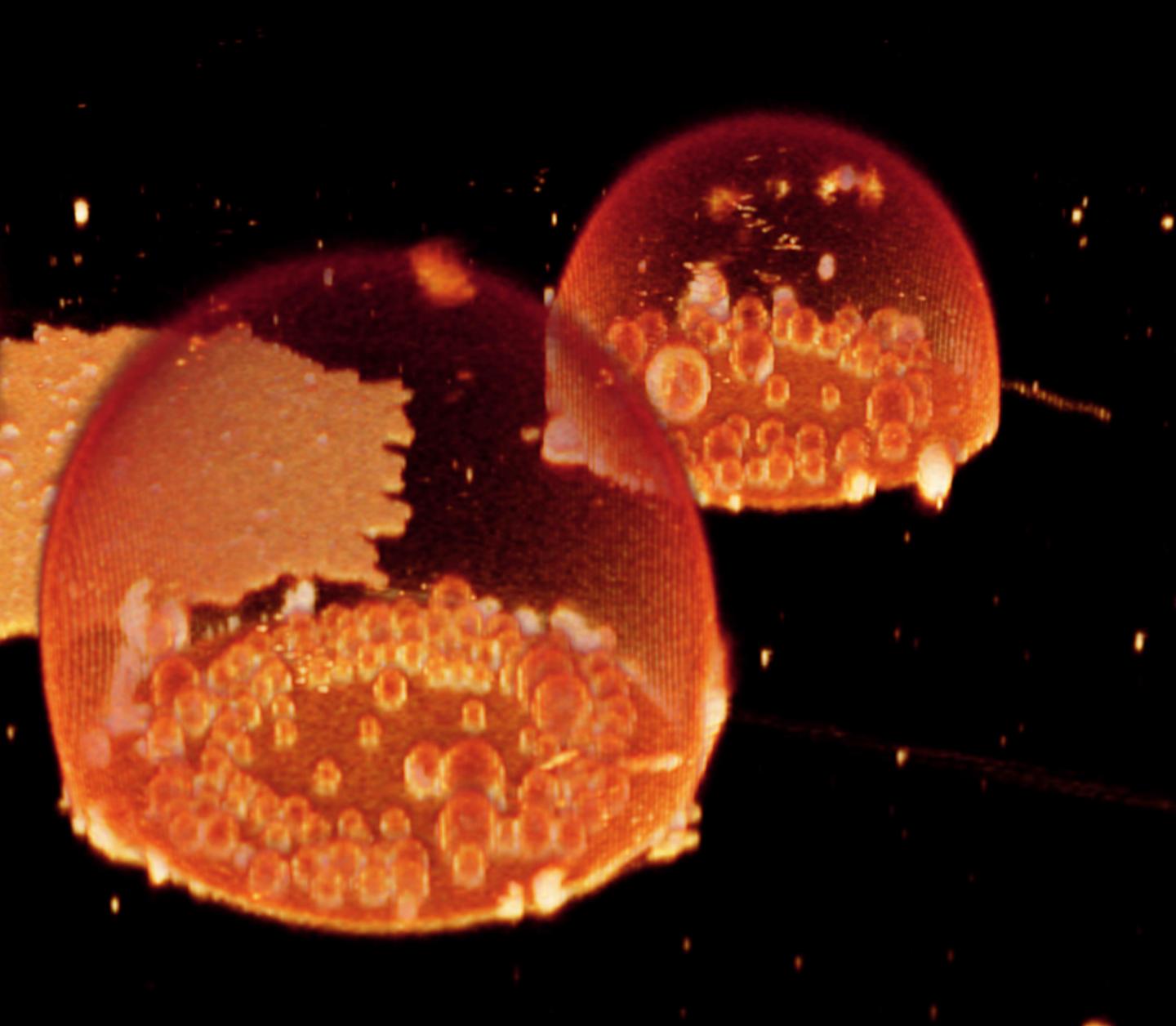 Protocell Special Compartments