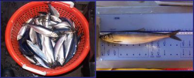 What Triggers Massive Fish Shoals? (1 of 2)