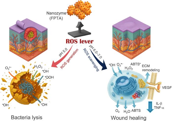 Bifunctional Fe3O4-PTA nanozyme for infected wound healing