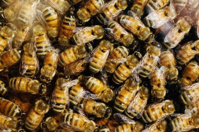 Honey Bees Have Personality